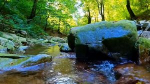 Шум реки в лесу пение птиц звуки природы