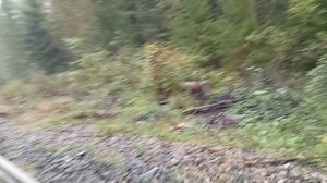 пути  в видео