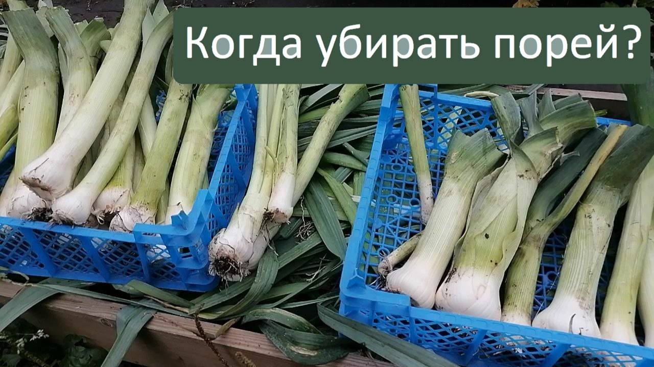 Когда убирать лук-порей? Учитывайте сроки созревания!