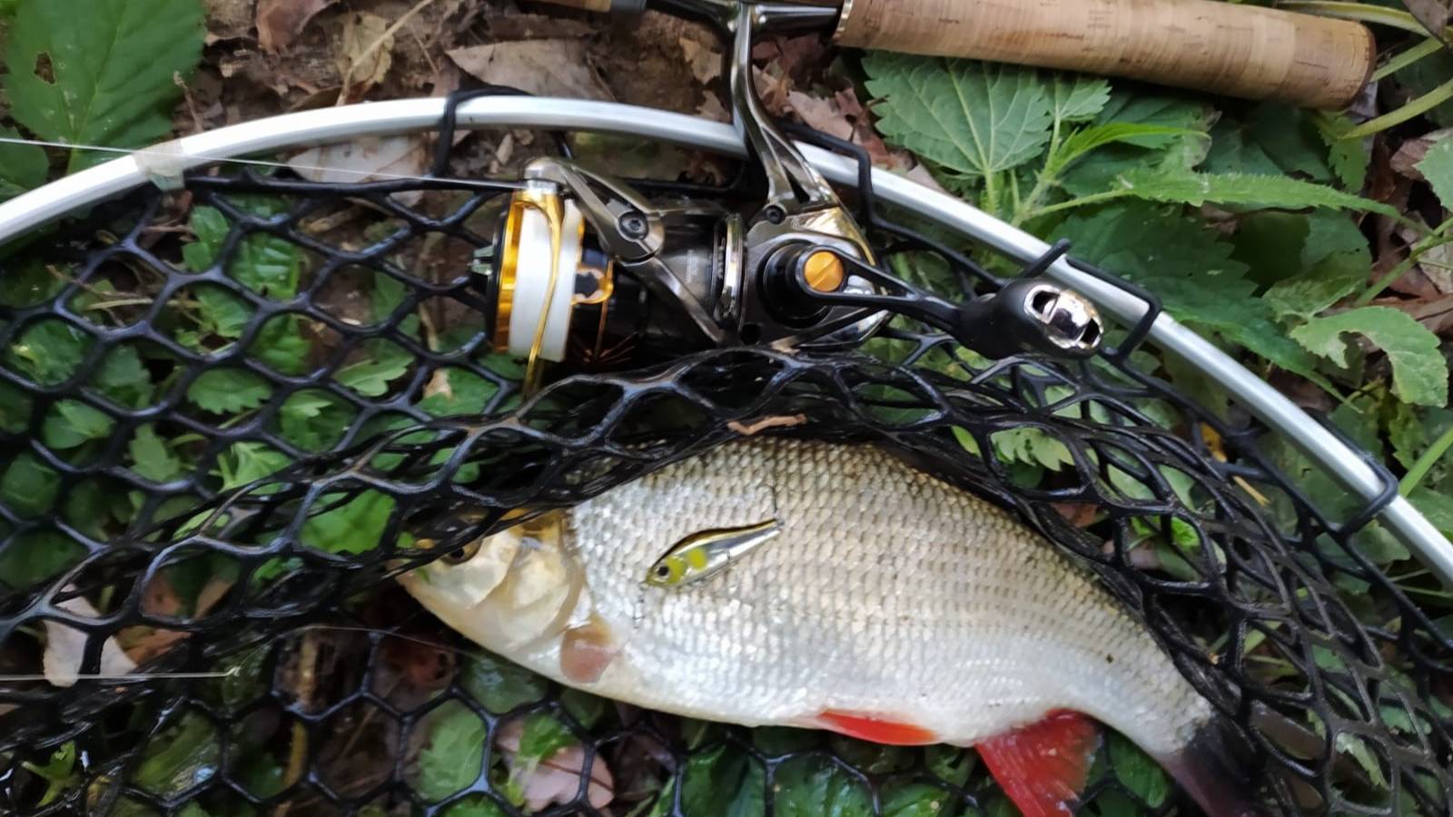 Десна. Воблерная прогулка утром 18 сентября 2024 года