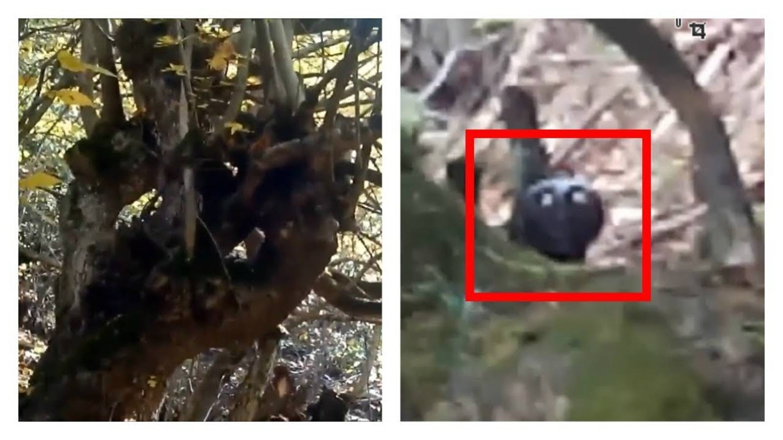 5 Странные существа снятых на камеру | Страшные видео смотреть онлайн