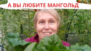 МАНГОЛЬД / ГОЛУБЦЫ