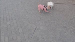 Жужа и пушистый воротник