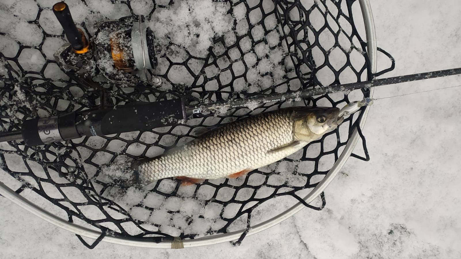 Десна, 13 января 2025 года. Тестирование Jackall Bay River Surf BRS-S64UL-LG