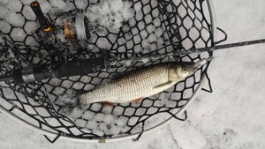 Десна, 13 января 2025 года. Тестирование Jackall Bay River Surf BRS-S64UL-LG