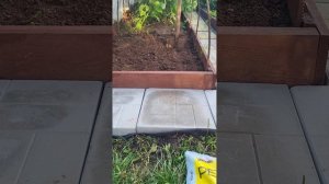 Решила сделать на даче лесной уголок! Посадила клюкву и чернику