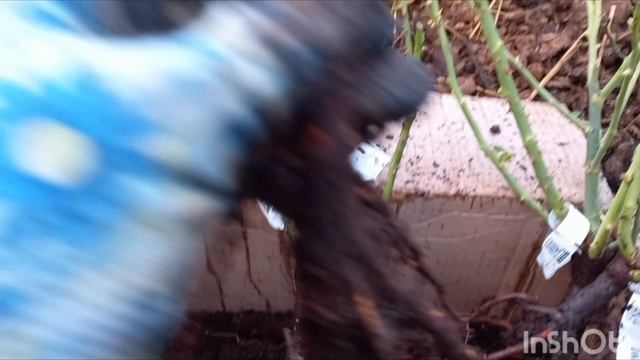 Распаковка посылки с розами из питомника Вита-Роза смотреть онлайн