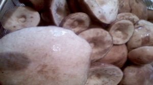 Маринованные шляпки подберезовиков