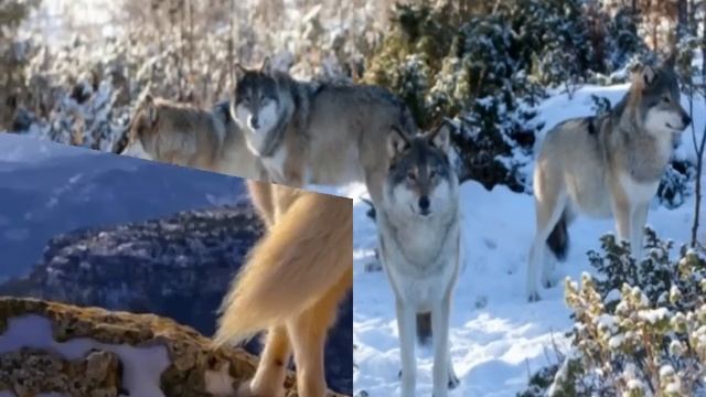 Музыка Валерия Петрова