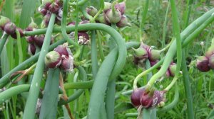 Как размножить многоярусный лук