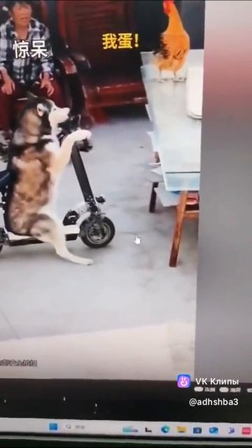 Лучший фокус с яйцом