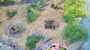 ДАЧА.ЧЕМ МУЛЬЧИРУЮ КЛУМБУ. ИЗМЕЛЬЧИТЕЛЬ.ДАЧНЫЙ ОБЕД