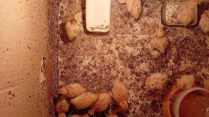 Птички и неприятности.