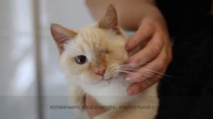 БФ "НИКА", отчет по сбору на платформе Tooba: Помощь хвостатой команде - Марсу, Клоду и Авроре