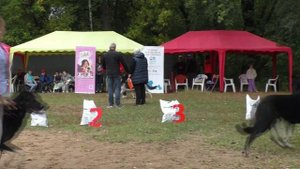 Кобели класса юниоров