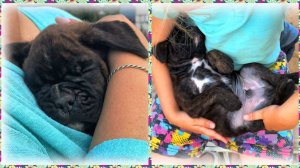 Повторная дегельминтизация щенков боксёра. Как приучить щенка к туалету на пелёнке.