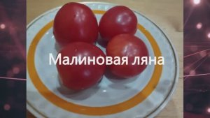 Раннеспелые сорта томатов. г. Киров