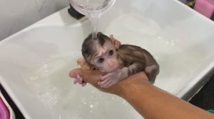 Обезьянка малышка на ладошке была одна Обживается Купается Сушат феном Не Брыкается Милота