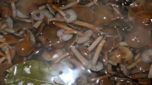 Маринованные опята с корицей
