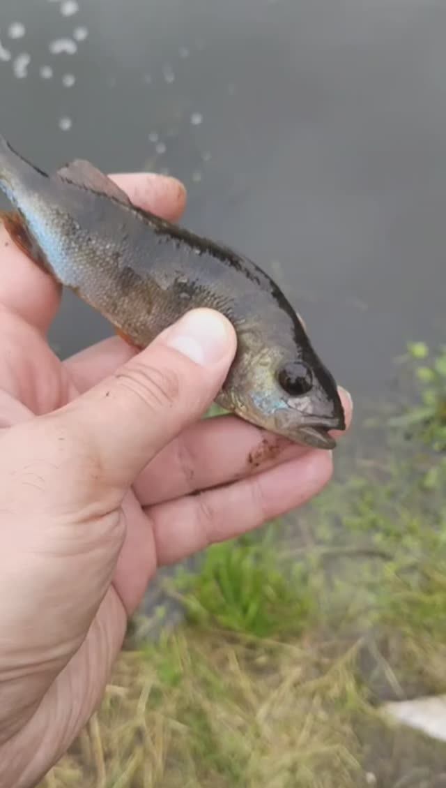 ОКУНИ на МОРМО, ХОРОШИЙ КЛЁВ,первые забросы, это туда - это сюда.mp4