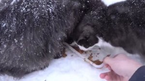 Кошки мёрзли на морозе и ждали меня чтобы я их накормил