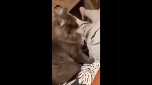 Видео от МЯУтаверс – как метавселенная, но с котами