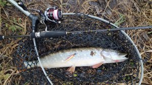 Микро-речка. 11 ноября 2023 года