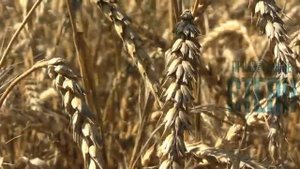 Скоро сельхозпредприятия Ейского района приступят к осенней посевной кампании