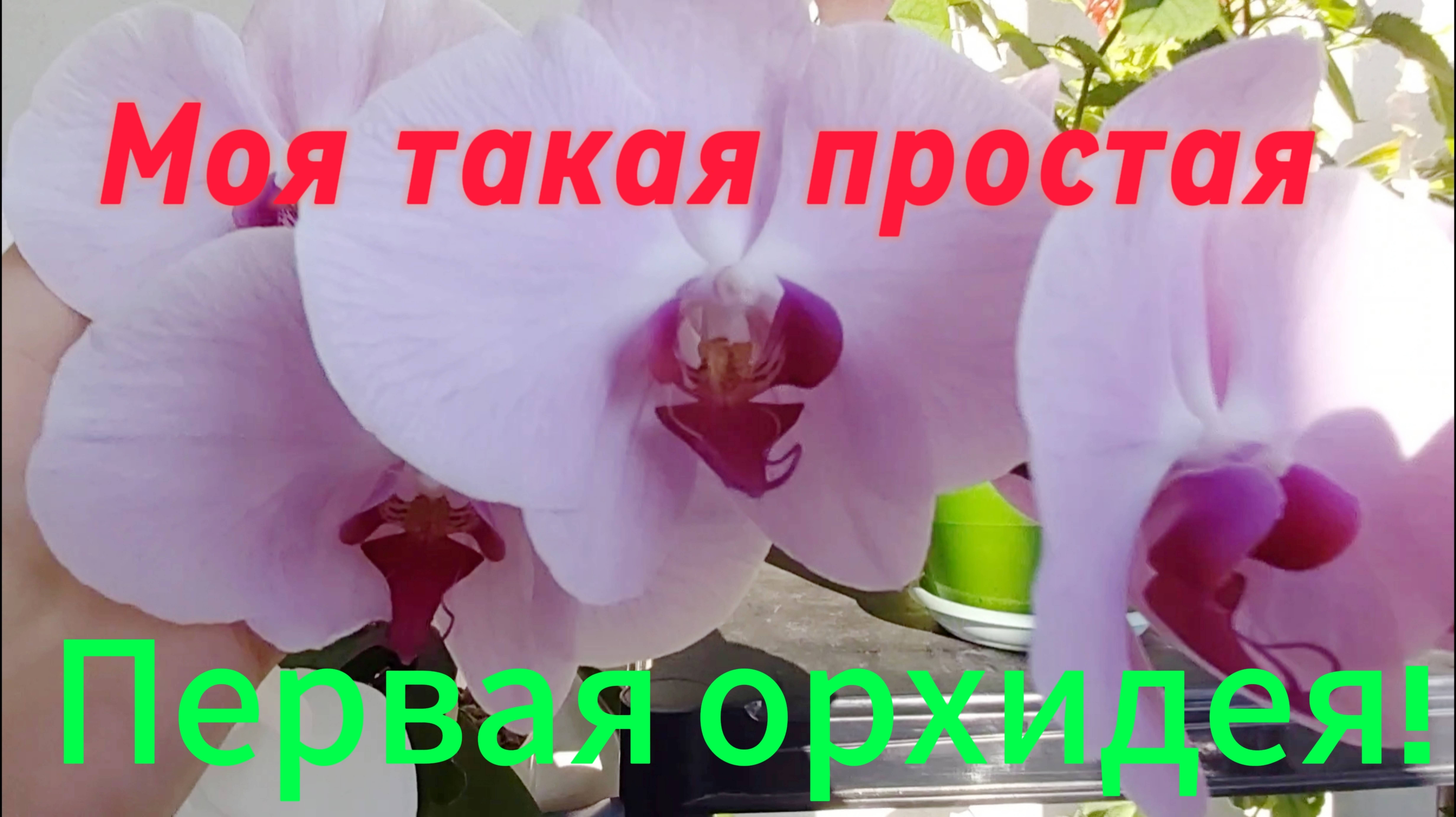 Цветущий сентябрь!Какая она моя первая орхидея!