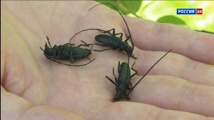 В Коми установлены три карантинные фитосанитарные зоны по вредителям деревьев — усачам