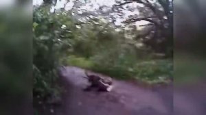 Большая подборка, применение служебных собак полицией США