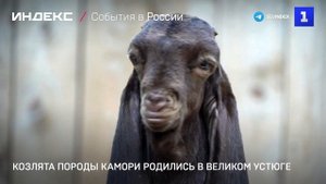 Козлята породы камори родились в Великом Устюге