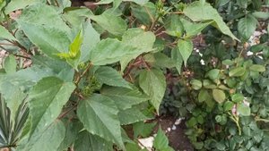 Это растение обожаю, один из моих фаворитов. Опыт выращивания из семян