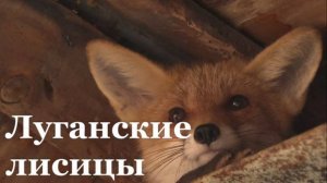 В жилых кварталах Луганска гуляют лисы