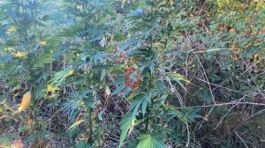 Фермер-энтузиаст: как 33-летний севастополец вырастил незаконную наркоплантацию