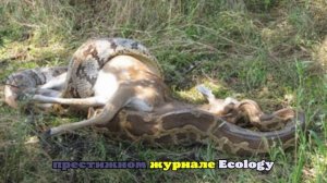 Во Флориде питона от холода стошнило непереваренным оленем