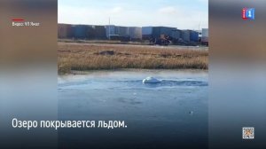 Ямальцы просят спасти одинокого лебедя