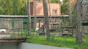 1000005556.mp4 Зоопарк