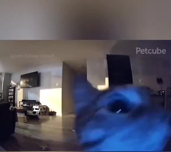 #purrfect #catmom #веселаяжизнь #вирусныйэффект #catlady #котикимилота #смешныекартинки #котики