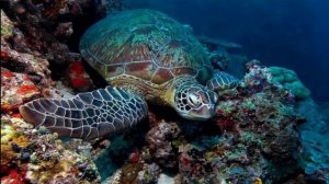 Жители - подводного мира ! (2)