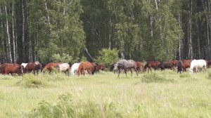 Великолепная песня И прекрасные животные