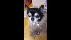 Чихуахуа ♥️ (это моя собака)