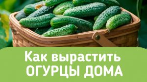 Будем через 5 дней пересаживать огурец.