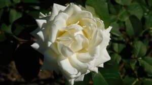 22==09==2025  ПВН  КМР   (95)