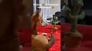 Миссия не заржать успешно провалена ✓ смех до слёз ✓ Лучшие видео приколы 🙀🤗🤣👍🚀