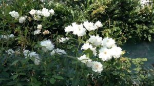 С ДОБРЫМ СЕНТЯБРЬСКИМ ТЁПЛЫМ УТРОМ!