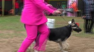 Класс щенков