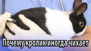 Почему кролик иногда чихает