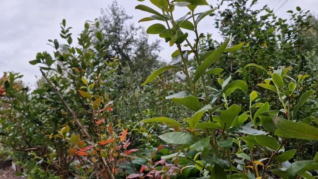 Сорт брусники Рэд Перл и как я подрезаю. голубику после плодоношения. смотреть онлайн