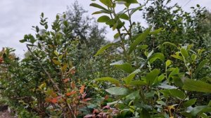 Сорт брусники Рэд Перл и как я подрезаю. голубику после плодоношения.